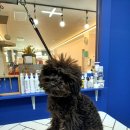 펫파민트 이미지