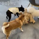 댕댕플래닛 이미지