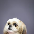 멍멍뷰티 이미지