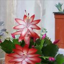 새로나화원 이미지