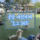 도그365 | [분당 애견카페] 분당 서현동에 있는 애견전문 카페, '도그 365 | 애견카페, 유치원,호텔,미용 by 앨리문고