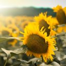 해바라기PC 이미지