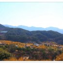 산수유피는마을 이미지