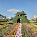 양산 국화 축제 그리고 오늘 이미지