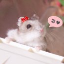 보물성 이미지