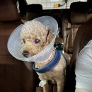 24시 해든동물의료센터 민락점 이미지