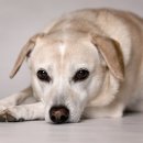 24시 위드유 동물의료센터 이미지