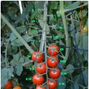 호랑이농장 이미지