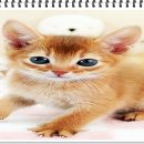 부천강아지분양 고양이분양 24시 데려가개 부천점 이미지