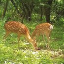 자연사슴농장 이미지