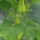 구름농장 이미지