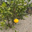 톨랑톨랑 이미지