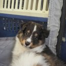 고대영동물병원 이미지