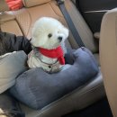 낙원자동차공업사 | 양평 | 애견펜션 :: 라떼하우스 (구.몽이네펜션)