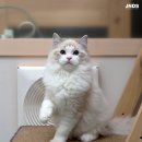 럭스 캐터리 네이버블로그