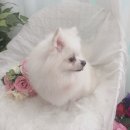 초원애견샵 이미지