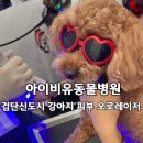 아이비유동물병원