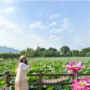 배다리공원남측도로 | 여름축제 세미원 배다리 최신정보 및 연꽃 개화