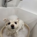 그루미뇽 이미지