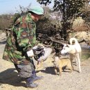 청화오리 이미지