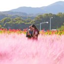 천일홍축제 이미지