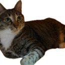 오월이네 | [내돈내산] 오월이 찐 애정템 _ 몇 통 째 비우는 닥터뉴토 프레시 케어 고양이 닭가슴살 트릿 🩷