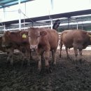 와우한우농장 이미지