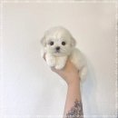 퍼피플라워 이미지