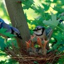 봄 숲으로 가자 이미지