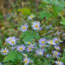 노고단-10 이미지