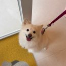 남현댕 애견미용 | 관악구 애견 미용 남현댕 | 스트레스 없는 강아지 미용 스파, 곰돌이컷 잘하는 미용샵