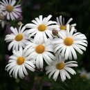 들꽃이야기 이미지