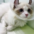 주안동물병원 이미지