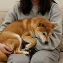 (주)이누 이미지