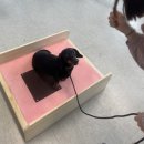 따라 애견학교 이미지