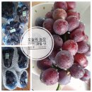 여장부(2농장) | 오늘의 농장~~과일 맛집~ 거봉 찐후기
