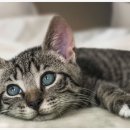 펫인푸드 이미지