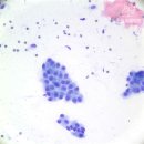 조원 동물병원 이미지