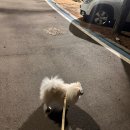 영덕_남호해수욕장 애견동반가능 첫 차박 싼타페차박 차박초보