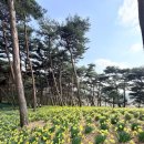 수당리 | 4월가볼만한곳, 서울근교여행 서산유기방가옥 솔직후기(주차,가격,4/4 수선화 개화 현황)