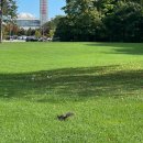 호텔3n4 | 캐나다 여행 15일차 - 나이아가라 투어 당일치기 (파란여행) / 혼블로워 크루즈, 클리프튼힐, 소용돌이...