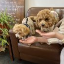 댕큐베리 이미지