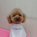 도그리썸 이미지