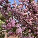 경희대학교 | [수원/용인] 겹벚꽃 명소🌸 경희대학교 국제캠퍼스 후기, 2026년 4월 19일 만개 (근처 카페 서천 추천)