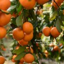 기특이네 농장 이미지