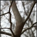 곰의말채나무(층층나무과) 수피 이미지