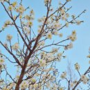 매화공원 광장 이미지