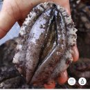 월정소나타 | 등촌동 맛집 - 삼겹살과 전복 함께 at 월정소나타