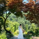 (주)위글로우 | [6월 넷째주 일상]벼리드레스투어/레어로우/런던베이글/가평여행/아침고요수목원/빌라라온/가평양떼목장