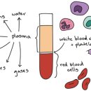 피의 구성 성분 Components of blood 이미지